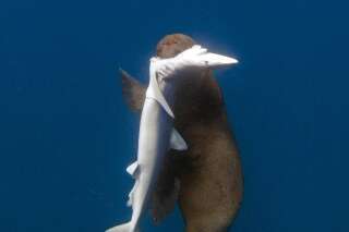 PHOTOS. Un phoque mange des requins: la scène incroyable photographiée au large de l'Afrique du Sud