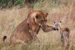 PHOTOS. Une lionne s'amourache d'une petite antilope