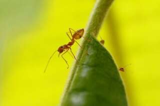 Les fourmis sont capables d'anticiper un tremblement de terre