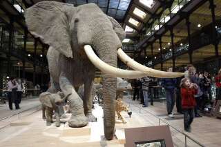 Paris: il sectionne une défense d'éléphant à la tronçonneuse au Muséum national d'histoire naturelle