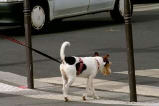 Le chien cherche sa place dans les grandes villes, surtout à Paris