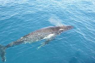 Le vomi de baleine peut rapporter gros: 50.000 euros offerts à un Britannique qui a trouvé cette substance rare