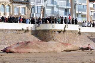 PHOTOS. Les Sables d'Olonne: une baleine de 18 mètres échouée sur la plage