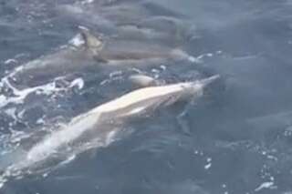 VIDÉO. Un groupe de dauphins vient en aide à un compagnon mourant en formant un 