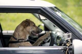 PHOTOS. VIDÉOS. En Nouvelle-Zélande, la SPA apprend aux chiens à conduire des voitures