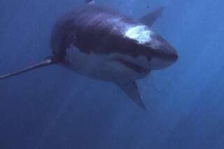 Attaque de requin à la Réunion: mort d'une adolescente en baie de Saint-Paul