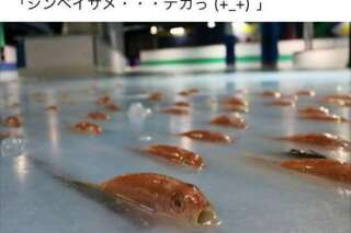 Cette patinoire avec 5000 poissons congelés fait un tollé au Japon