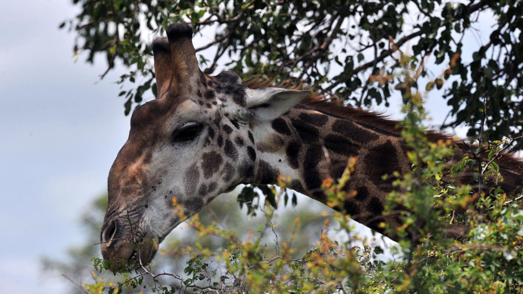 Espèces menacées : de nouvelles règles pour protéger les girafes - Le  Parisien