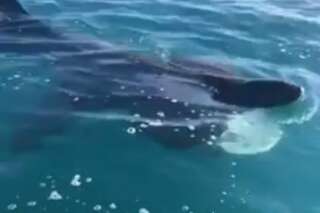 Ils croisent un requin pèlerin au large du Cap d'Agde