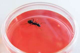 Ces fourmis pourraient prévenir des cancers