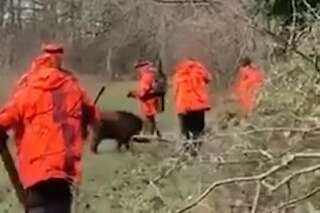 Hugo Clément dévoile la vidéo d'un sanglier domestiqué abattu à bout portant par un chasseur