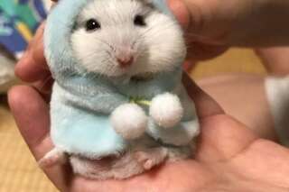 La photo de cet adorable hamster emmitouflé vaut le détour(nement)