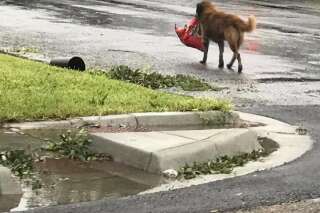 Pendant l'ouragan Harvey, ce chien n'a pas oublié le principal