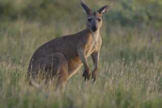 La sordide mise en scène d'un cadavre de kangourou au bord d'une route scandalise l'Australie