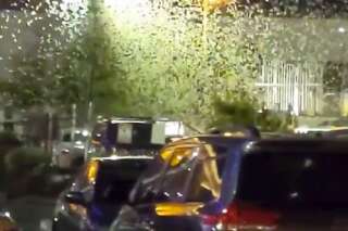 Une pluie de sauterelles s'abat sur Las Vegas