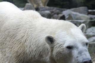 Le zoo d'Amnéville épinglé pour avoir tronçonné le cadavre d'un ours