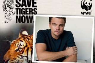 Les Tigres du Bengale ont quasi-doublé au Nepal (et Leonardo DiCaprio n'y est pas pour rien)