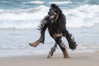 Cette photo de chien qui court sur la plage va vous rendre fou