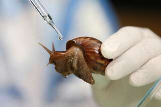 Les escargots pourraient être les outils du futur pour mesurer la pollution