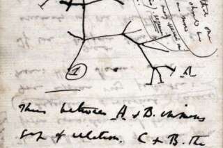 Deux carnets de Charles Darwin disparus à la bibliothèque de Cambridge
