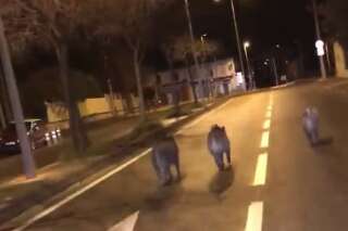 Des sangliers en cavale en pleine rue à Marseille