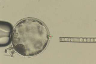Des embryons porcins et humains créés pour la première fois en laboratoire