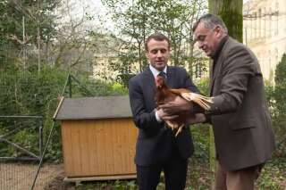 Emmanuel Macron a accueilli deux nouvelles habitantes à l'Élysée... des poules