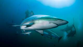 En Australie, une attaque de requin a eu lieu dans le port de