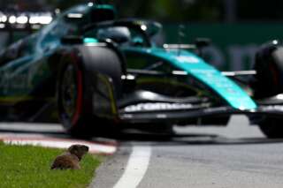 Formule 1: Au Grand Prix du Canada, les marmottes sont les stars du weekend