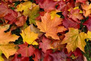 Pourquoi les feuilles d'automne sont rouges, orange ou jaunes