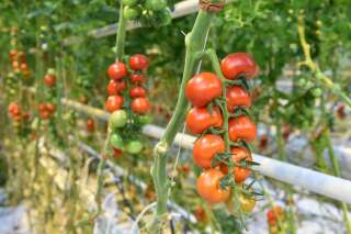 Une nouvelle maladie végétale résistante s'attaque aux tomates