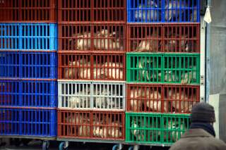 Grippe aviaire: plus d'1 million d'animaux bientôt abattus?