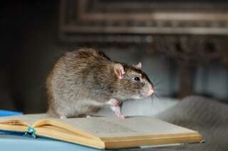 Oui, les rats aussi ont le droit de vivre!