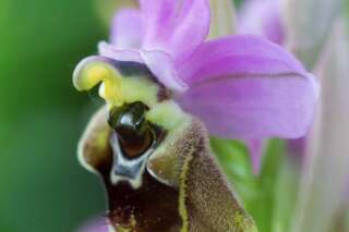 Une orchidée très rare découverte dans un espace vert près de Toulouse