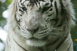 Sherkan, le tigre blanc emblématique du zoo de Beauval, a été euthanasié