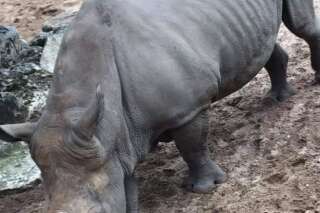 Au zoo de La Palmyre, des tags sur le dos d'un rhinocéros indignent