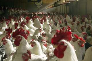 Grippe aviaire: 46 départements confinent leurs volailles (mais n'ayez pas peur)