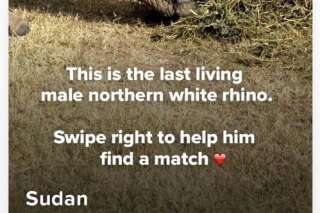 Le dernier mâle rhinocéros blanc du Nord est sur Tinder