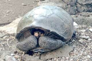 Une tortue géante que l'on pensait disparue découverte aux Galapagos