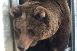 Avec la guerre en Ukraine, cet ours abandonné trouve refuge aux Pays-Bas