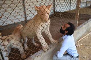 Au Pakistan, les lions sont des animaux domestiques comme les autres