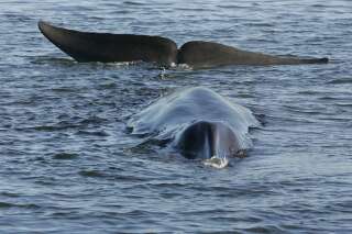 L'Islande va renoncer à la chasse à la baleine à partir de 2024