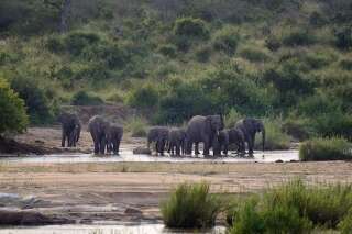 Un braconnier présumé meurt écrasé par un troupeau d'éléphants