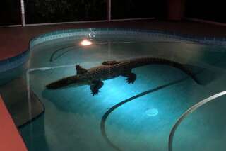 Un alligator de plus de 3 mètres est venu faire trempette dans la piscine de cette famille américaine