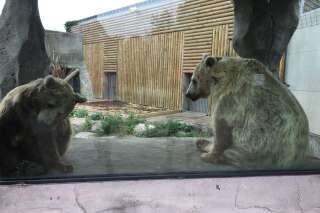L'ourse du film de Jean-Jacques Annaud va être transférée dans un parc plus grand