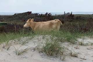 Trois vaches emportées par un ouragan retrouvées vivantes sur une île