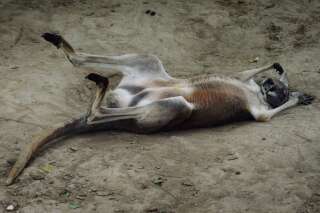 Un kangourou succombe à des jets de pierres de visiteurs dans un zoo chinois