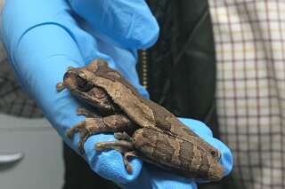 Une grenouille du Costa Rica retrouvée au milieu de bananes dans un Lidl en Angleterre