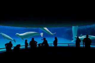 Le Canada interdit la captivité des baleines et des dauphins