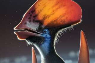 Comme certains dinosaures, ce ptérosaure avait des plumes (mais pas pour voler)